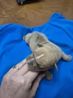 Hushpuppy, a male Olde English Bulldogge for sale in Williamsburg, KY – Photo 3 of 6