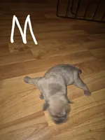 Hushpuppy, a male Olde English Bulldogge for sale in Williamsburg, KY – Photo 4 of 6