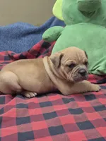 Hushpuppy, a male Olde English Bulldogge for sale in Williamsburg, KY – 3 of 10