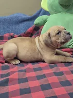Hushpuppy, a male Olde English Bulldogge for sale in Williamsburg, KY – 4 of 10