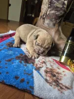Hushpuppy, a male Olde English Bulldogge for sale in Williamsburg, KY – Photo 6 of 6