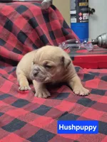 Hushpuppy, a male Olde English Bulldogge for sale in Williamsburg, KY – Photo 2 of 6