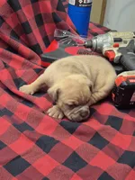 Hushpuppy, a male Olde English Bulldogge for sale in Williamsburg, KY – Photo 5 of 6