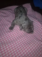 Sophie, a female Olde English Bulldogge for sale in Williamsburg, KY – Photo 4 of 4