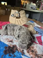 Sophie, a female Olde English Bulldogge for sale in Williamsburg, KY – Photo 3 of 4