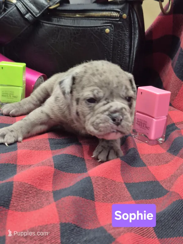 Sophie, a female Olde English Bulldogge for sale in Williamsburg, KY – Photo 1 of 4
