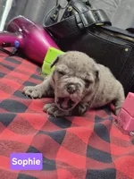 Sophie, a female Olde English Bulldogge for sale in Williamsburg, KY – Photo 2 of 4