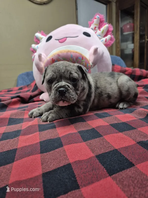 Sophie – Olde English Bulldogge puppy for sale in Williamsburg, KY