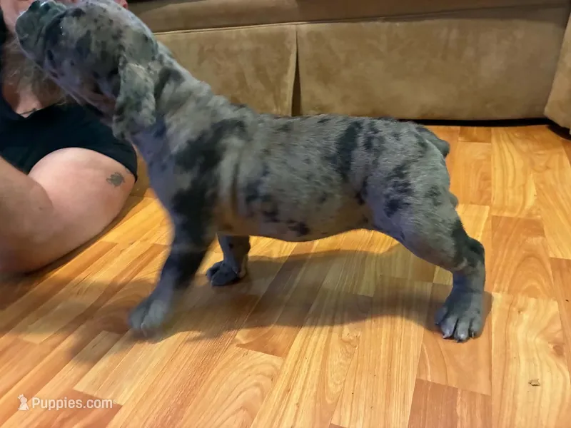 Sophie – Olde English Bulldogge puppy for sale in Williamsburg, KY