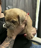 War, a male Olde English Bulldogge for sale in Williamsburg, KY – 9 of 9