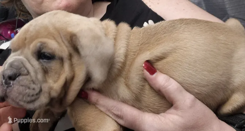 War – Olde English Bulldogge puppy for sale in Williamsburg, KY