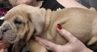 War, a male Olde English Bulldogge for sale in Williamsburg, KY – 1 of 9