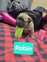 Robin, a female Olde English Bulldogge for sale in Williamsburg, KY – 3 of 7