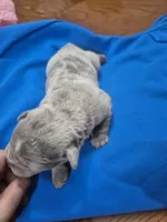 Snoop, a male Olde English Bulldogge for sale in Williamsburg, KY – Photo 5 of 5