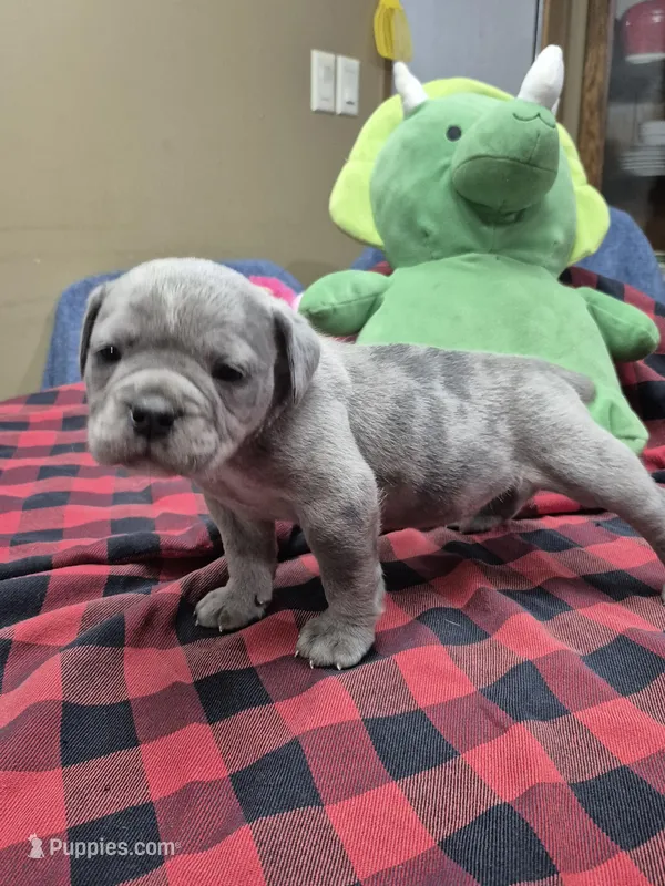 Snoop – Olde English Bulldogge puppy on hold in Williamsburg, KY