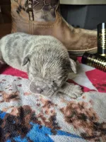 Snoop, a male Olde English Bulldogge for sale in Williamsburg, KY – Photo 3 of 5