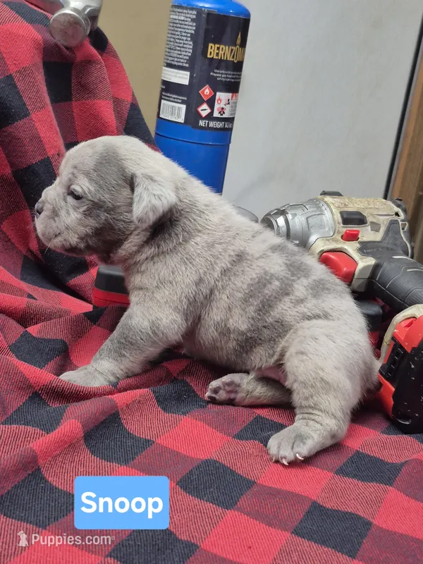 Snoop – Olde English Bulldogge puppy for sale in Williamsburg, KY