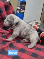 Snoop, a male Olde English Bulldogge for sale in Williamsburg, KY – Photo 1 of 5