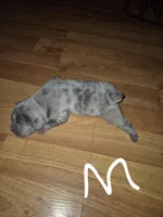 Snoop, a male Olde English Bulldogge for sale in Williamsburg, KY – Photo 4 of 5