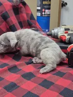 Snoop, a male Olde English Bulldogge for sale in Williamsburg, KY – Photo 2 of 5