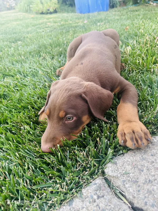 Doberman male Ace – Doberman Pinscher puppy for sale in Bay Point, CA