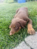 Doberman male Ace, a male Doberman Pinscher for sale in Bay Point, CA – 1 of 4