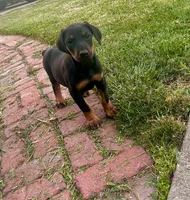 Female Doberman , a female Doberman Pinscher for sale in Bay Point, CA – 2 of 2