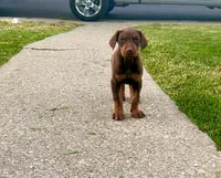 Doberman male Ace, a male Doberman Pinscher for sale in Bay Point, CA – 4 of 4
