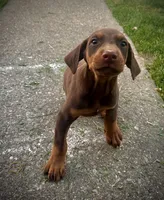 Doberman male Ace, a male Doberman Pinscher for sale in Bay Point, CA – 3 of 4