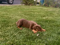 Doberman male Ace, a male Doberman Pinscher for sale in Bay Point, CA – 2 of 4