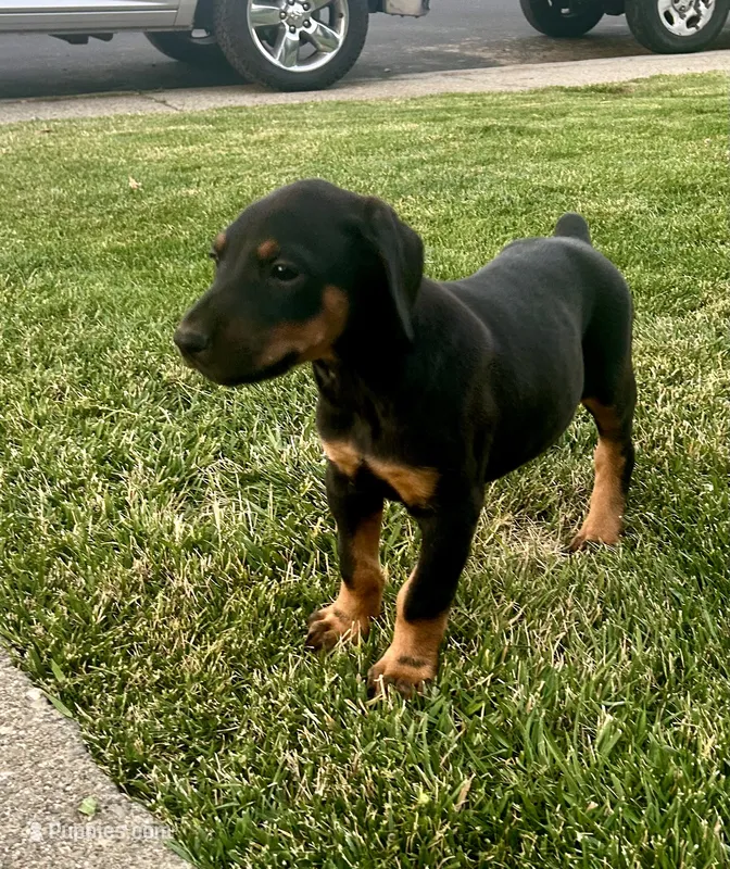 Female Doberman  – Doberman Pinscher puppy for sale in Bay Point, CA