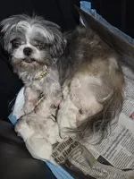 Cream girl, a female Shih Tzu for sale in Laurel, MS – 2 of 4