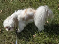 Cream girl, a female Shih Tzu for sale in Laurel, MS – 4 of 4