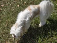 Cream M, a male Shih Tzu for sale in Laurel, MS – 7 of 9