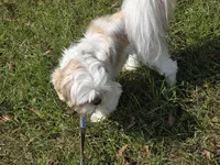 Cream M, a male Shih Tzu for sale in Laurel, MS – 9 of 9