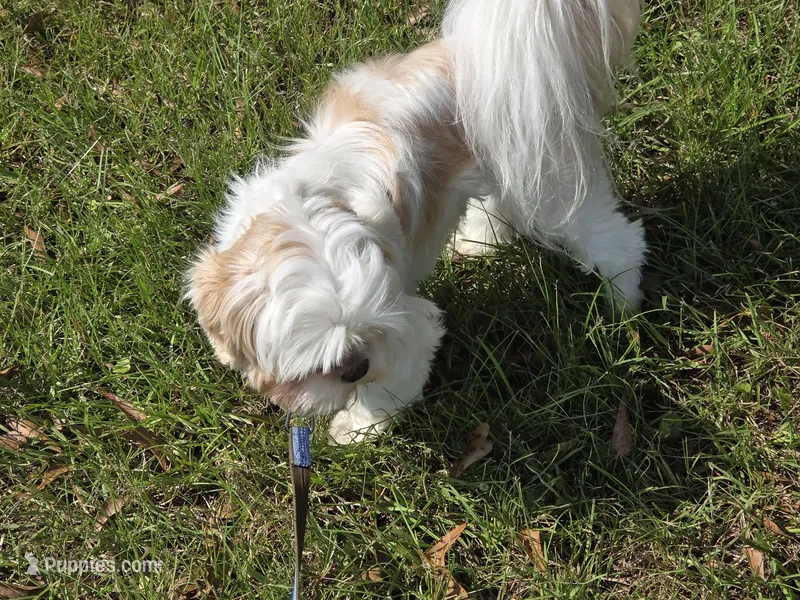 Cream girl – Shih Tzu puppy for sale in Laurel, MS