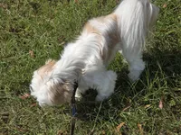 Cream M, a male Shih Tzu for sale in Laurel, MS – 5 of 9