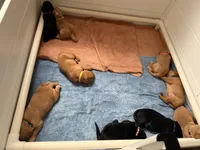 Gus, a male Goldador for sale in West Wareham, MA – 3 of 5