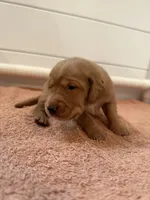 Moose, a male Goldador for sale in West Wareham, MA – 2 of 5