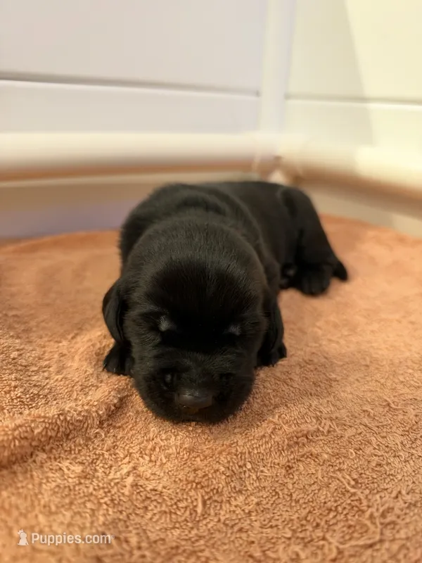 Buck – Goldador puppy for sale in West Wareham, MA