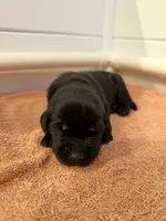 Buck, a male Goldador for sale in West Wareham, MA – 1 of 4