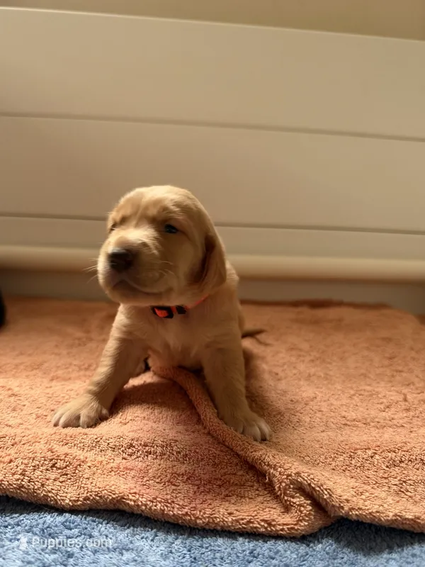 Daisy – Goldador puppy for sale in West Wareham, MA