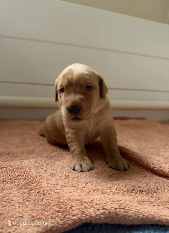 Marley – Goldador puppy for sale in West Wareham, MA