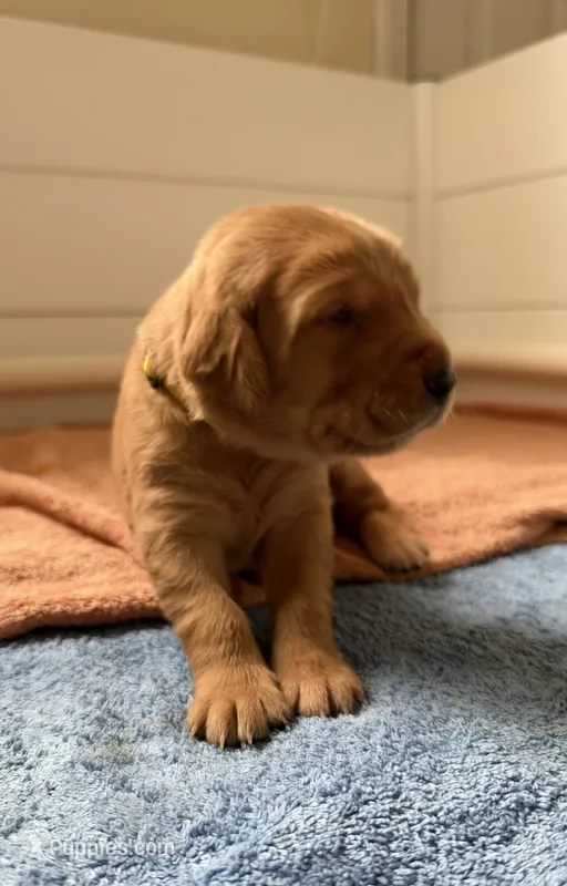 Gus – Goldador puppy for sale in West Wareham, MA