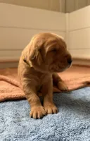 Gus, a male Goldador for sale in West Wareham, MA – 1 of 5