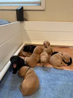 Buck, a male Goldador for sale in West Wareham, MA – 2 of 4
