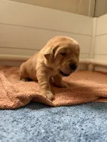 Stella, a female Goldador for sale in West Wareham, MA – 1 of 4