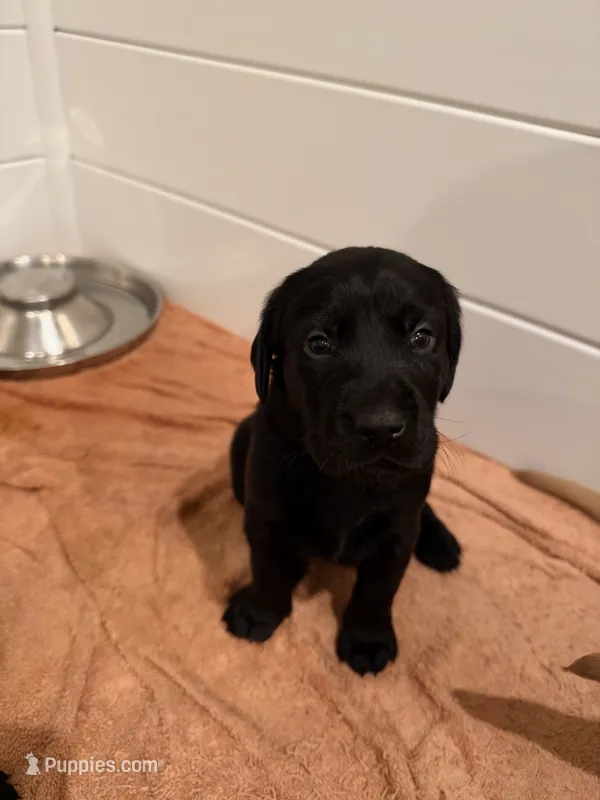 Buck – Goldador puppy for sale in West Wareham, MA