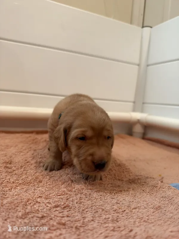 Moose – Goldador puppy for sale in West Wareham, MA
