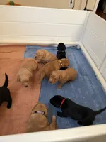 Marley, a female Goldador for sale in West Wareham, MA – 2 of 4